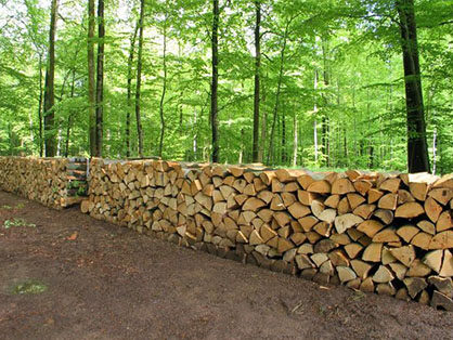 Bûches de chêne fendues, empilées, séchage en forêt